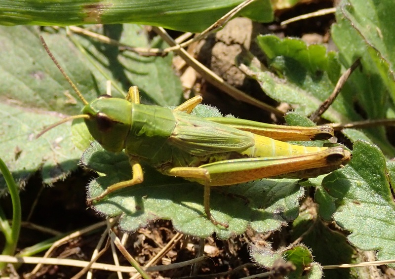 Acrididae da ID.